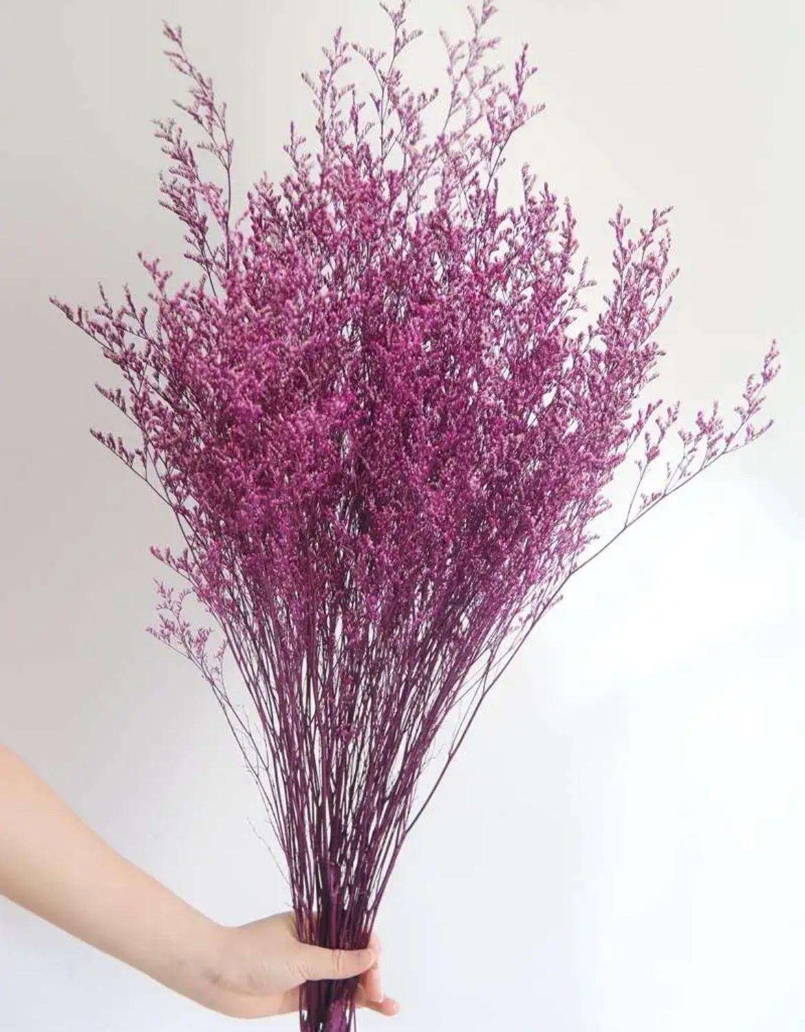 【澳洲菠萝尼亚水晶草】干花小众花材永生花花束