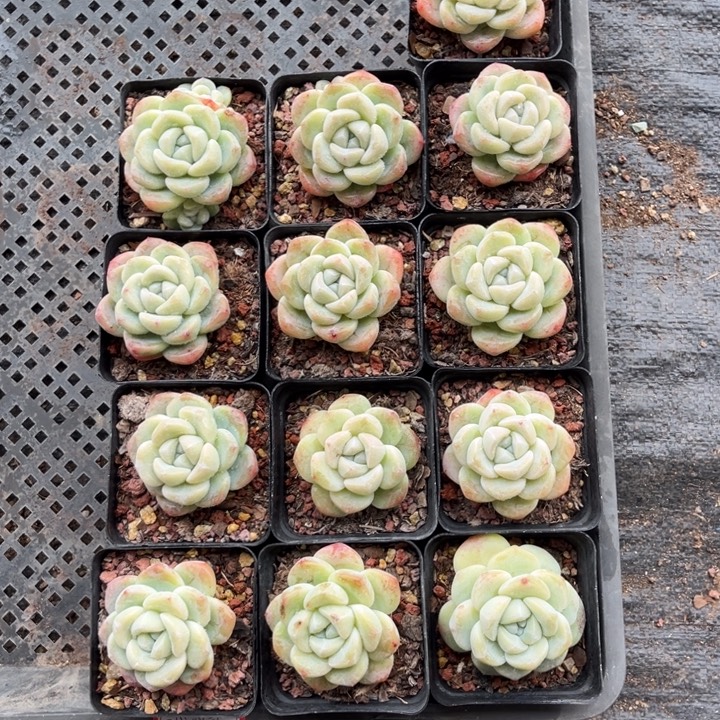 小****冰玉多肉七方盆一组冠幅5厘米13个