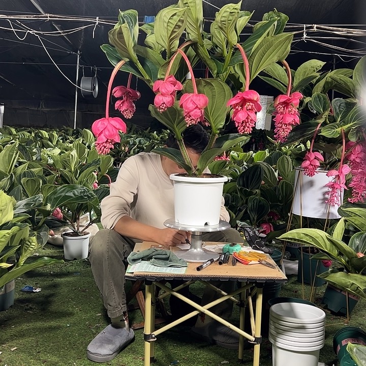 周***玲少量花朵（建议范围：2朵-5朵 或40%以下）