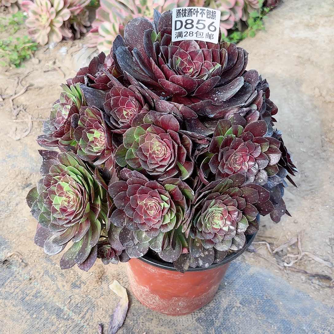 K. 856花月夜多肉11112