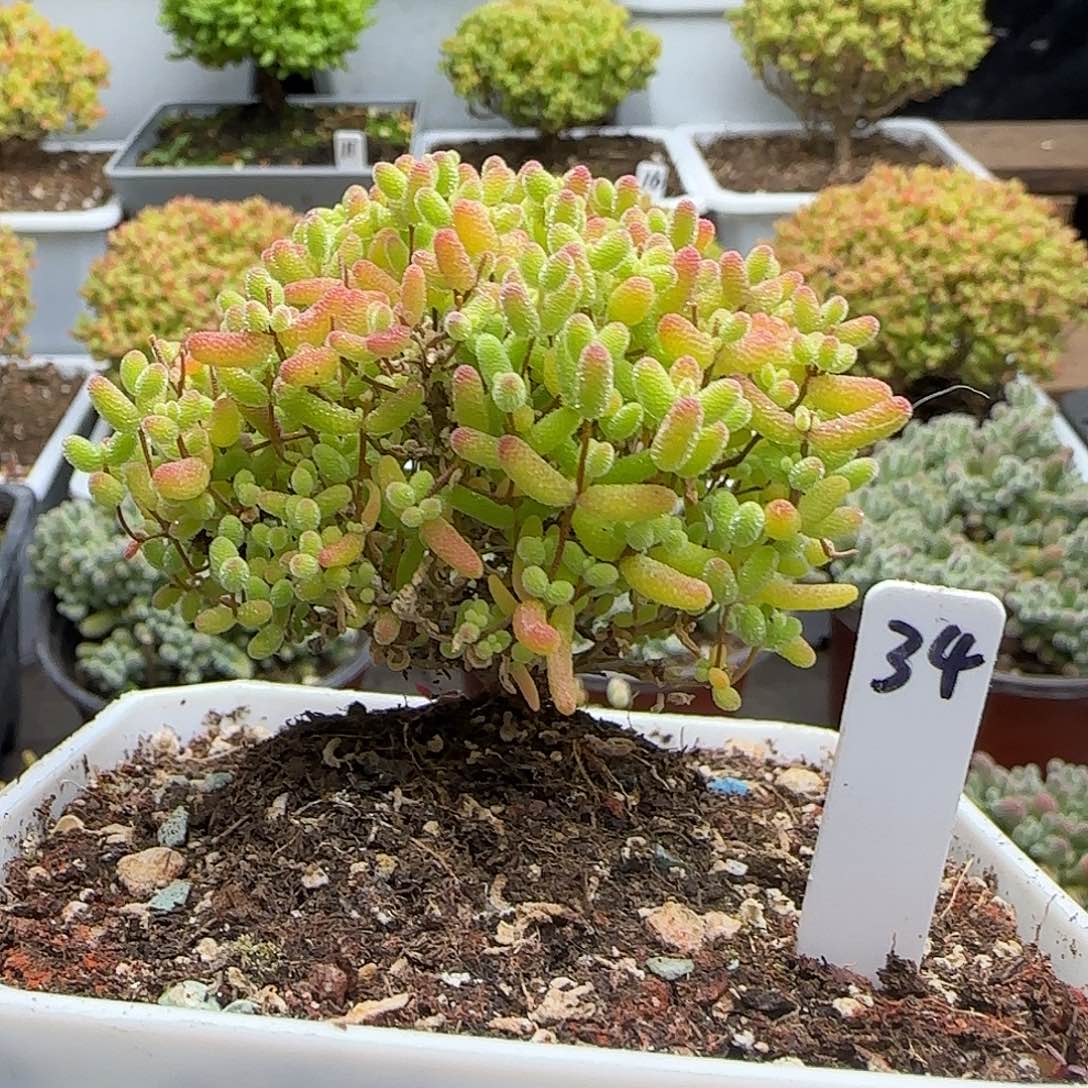 蜜橘糖球一物一拍