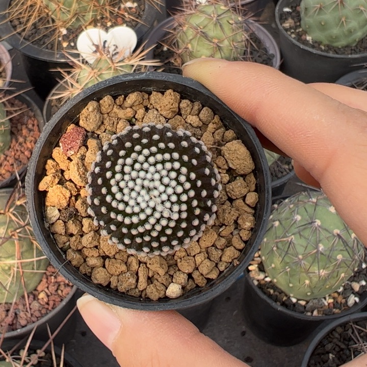 自跟松针牡丹仙人球仙人球