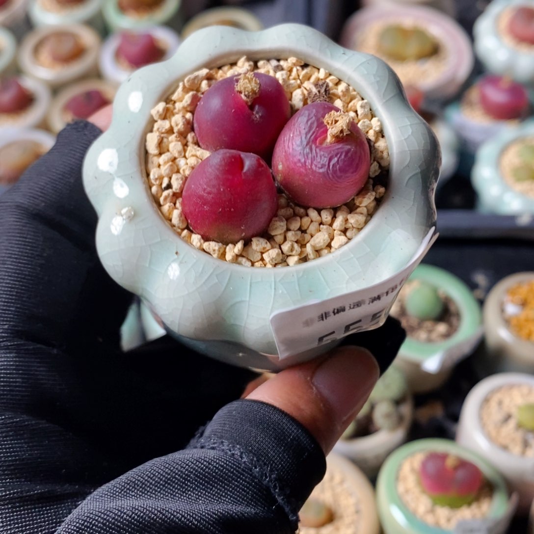 5552--一物一拍 带盆