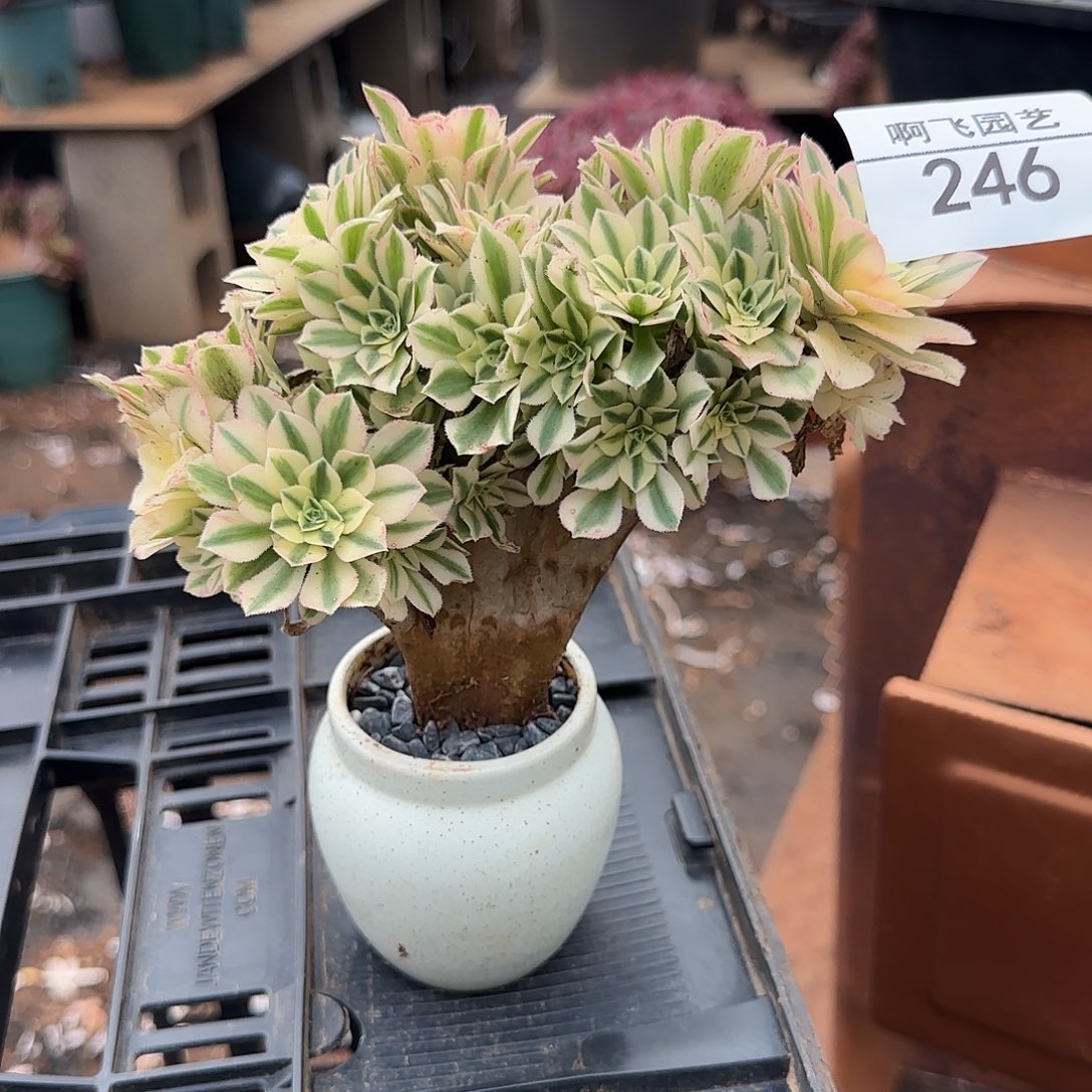 十***.246多肉 迈巴赫缀 带盆发