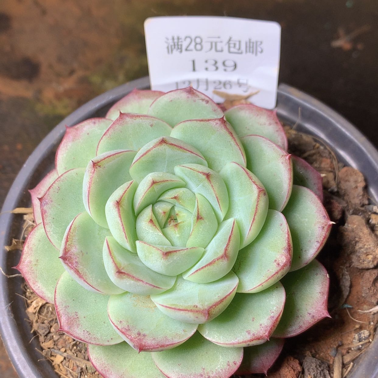 【闪购商品】云139号包子边线麦秆7厘米