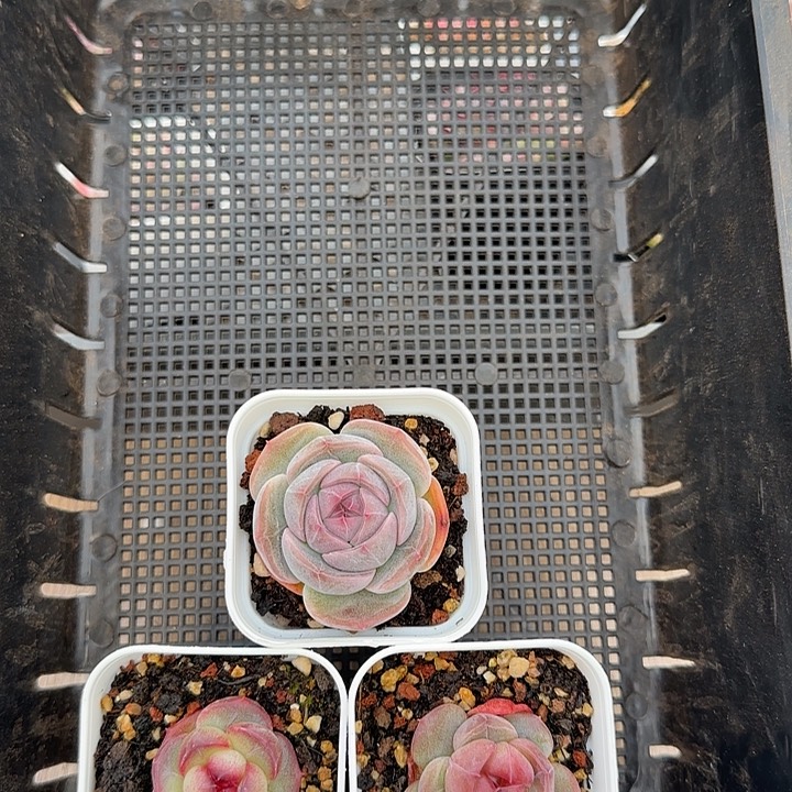 花时光精品多肉。         87