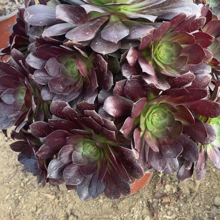 无花朵332赤焰莲多肉植物