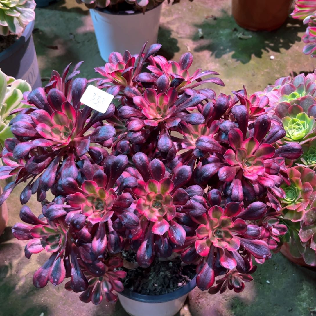 多肉植物丽娜333