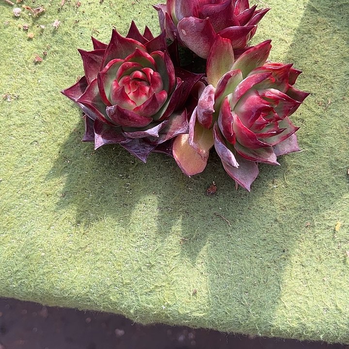 小***一惊鸿仙子多肉植物36有三颗