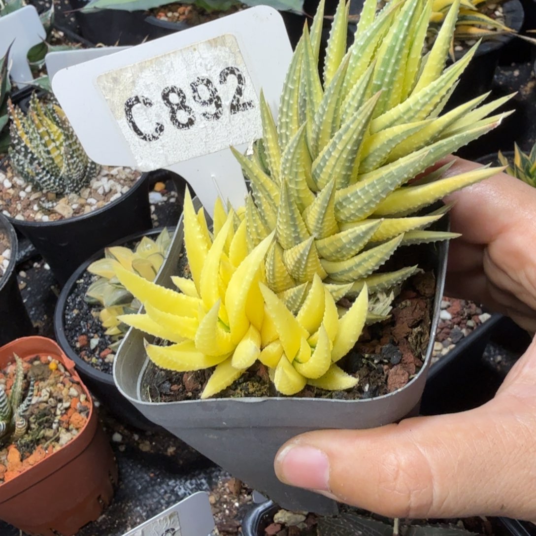 奋*福利古迪锦和一个盆……