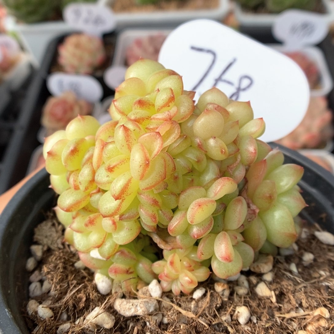 灯泡珍妮群生758号