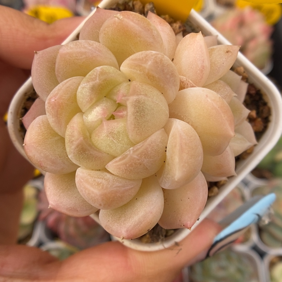 财富密码可拍4819号 