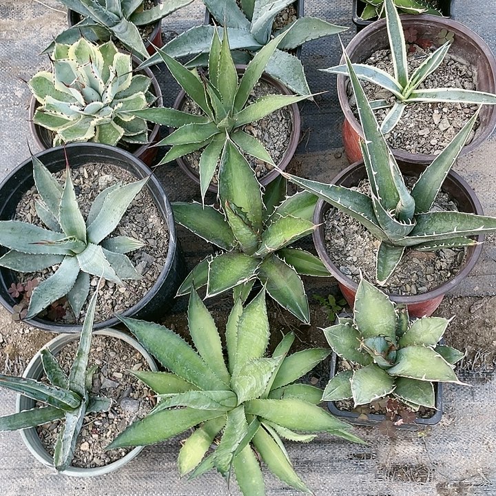 无花朵福利套餐12个品种 