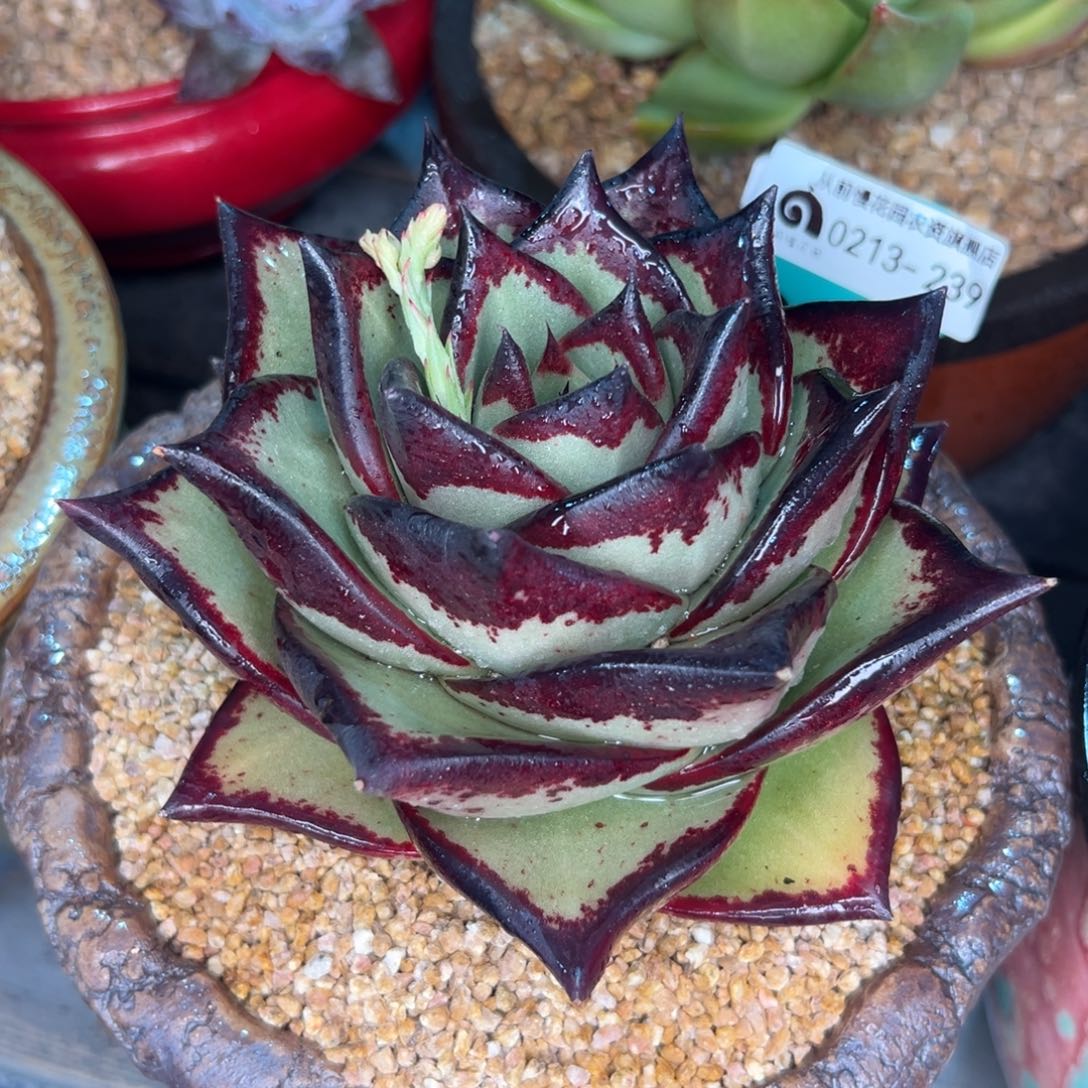 多肉一物一拍0213-239