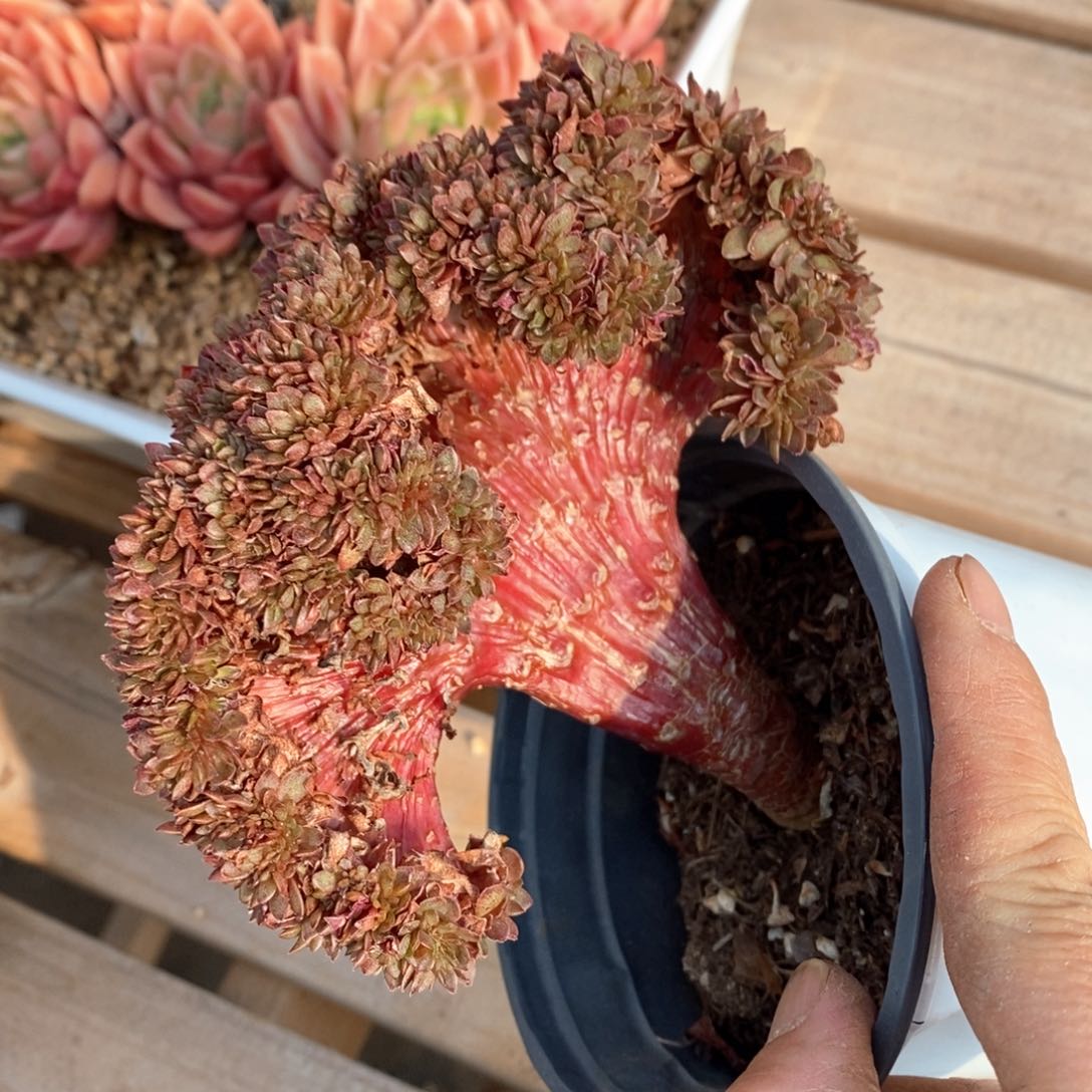 精品多肉一物一拍不包整