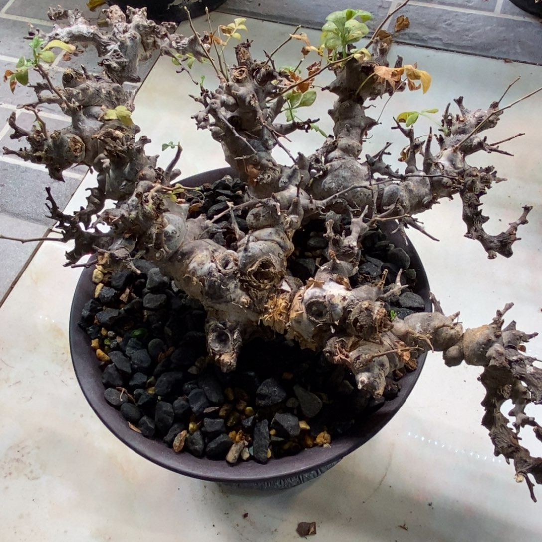 念珠产地熟桩带盆发货