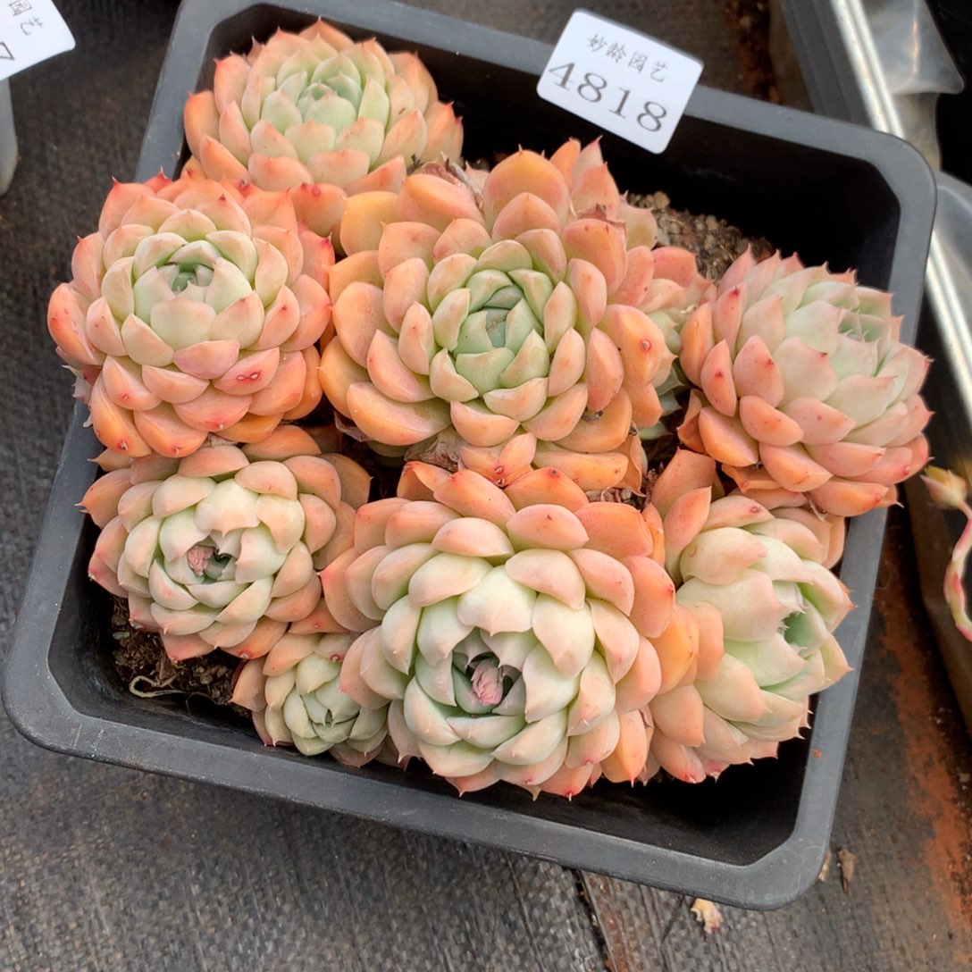 秋*4818杂交精品基地18厘米