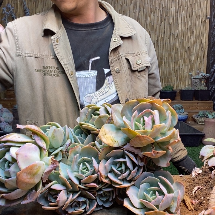 L***a261 号白凤多肉植物