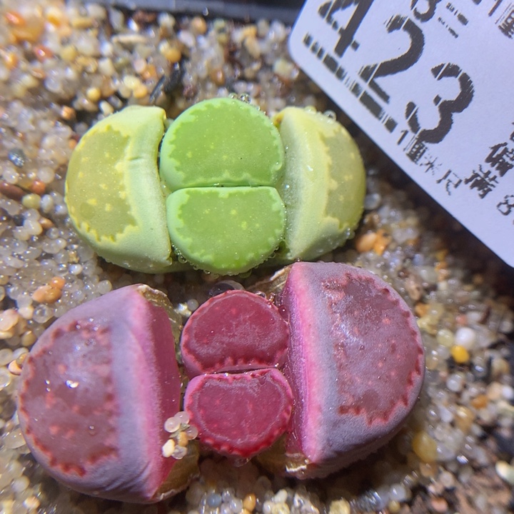 精品生石花38.423