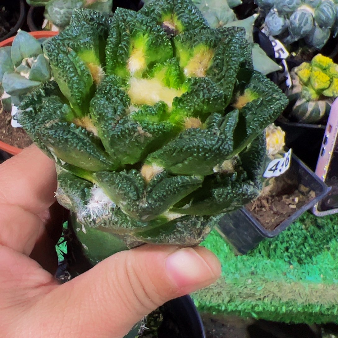 无花朵宽尤勃氏牡丹898