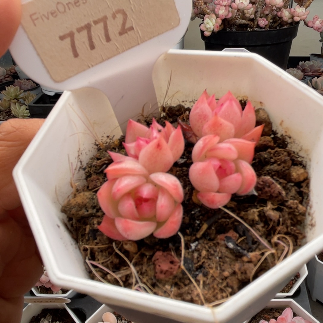 暮云7772-5.0厘米