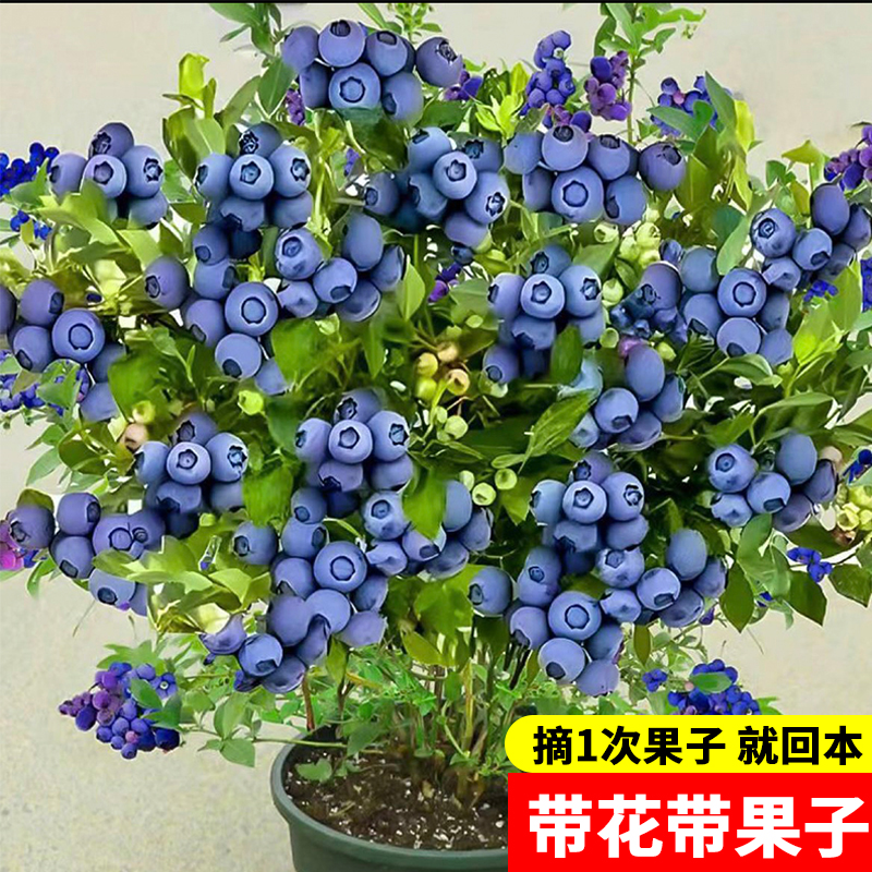 【LG2号 带花带果子】蓝高2号蓝莓盆栽地栽苗 南方北方全国适宜种植