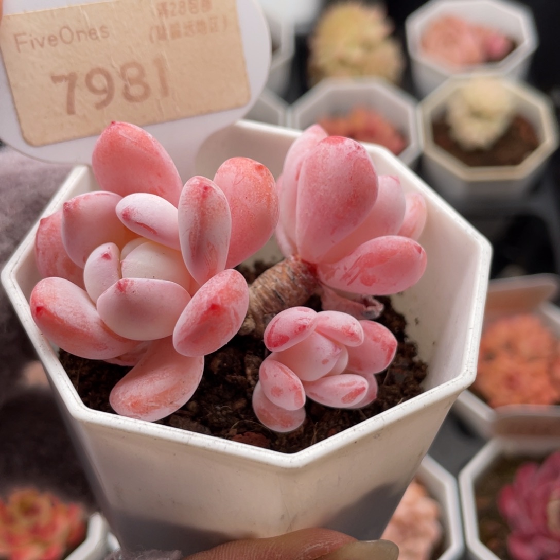 冷香7981-6.0厘米