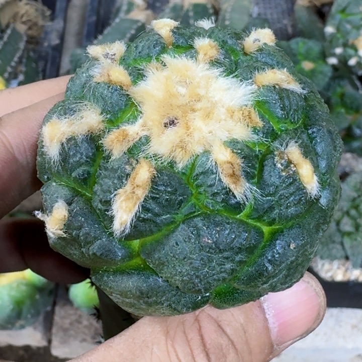 福利苗接连山515