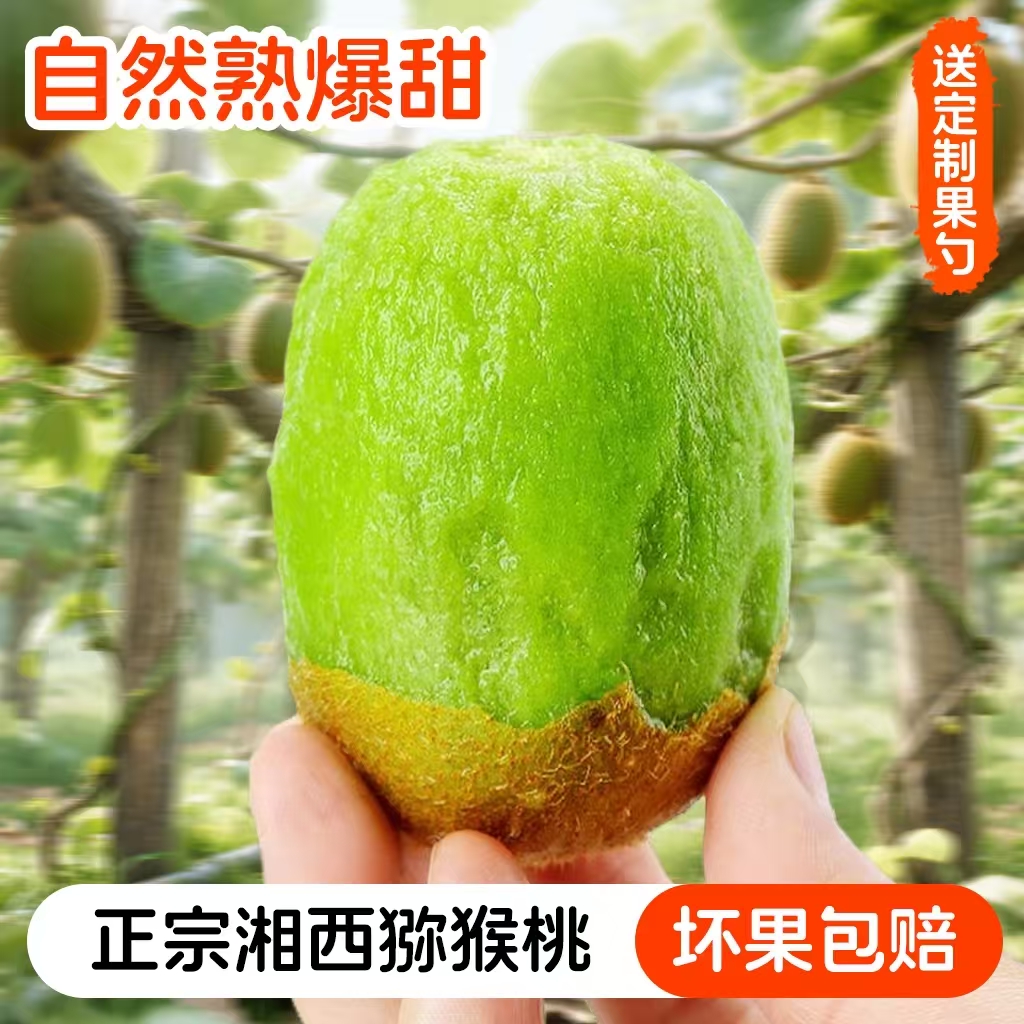 （不是自己种，我是狗） 现摘现发新鲜奇异过湖南湘西弥猴桃整箱包邮