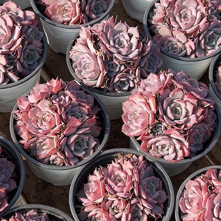 劳伦斯群       福利多多