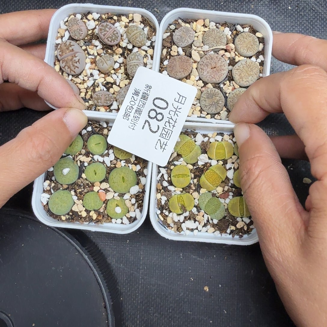 你要回来吃嘛082哈哈