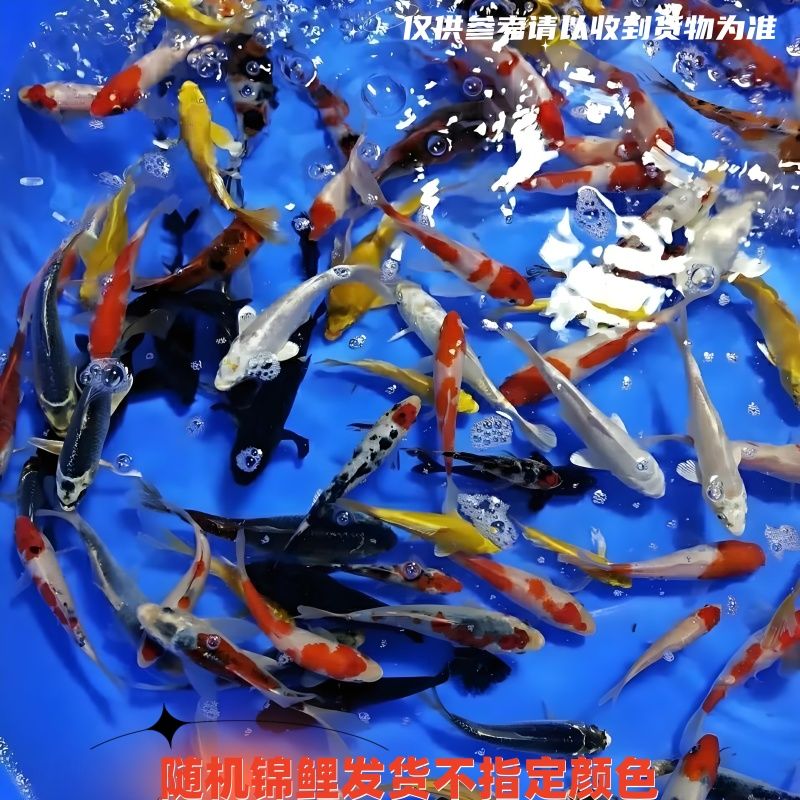 直播精品1号—100号专拍到货录开箱视频乱拍发鱼粮