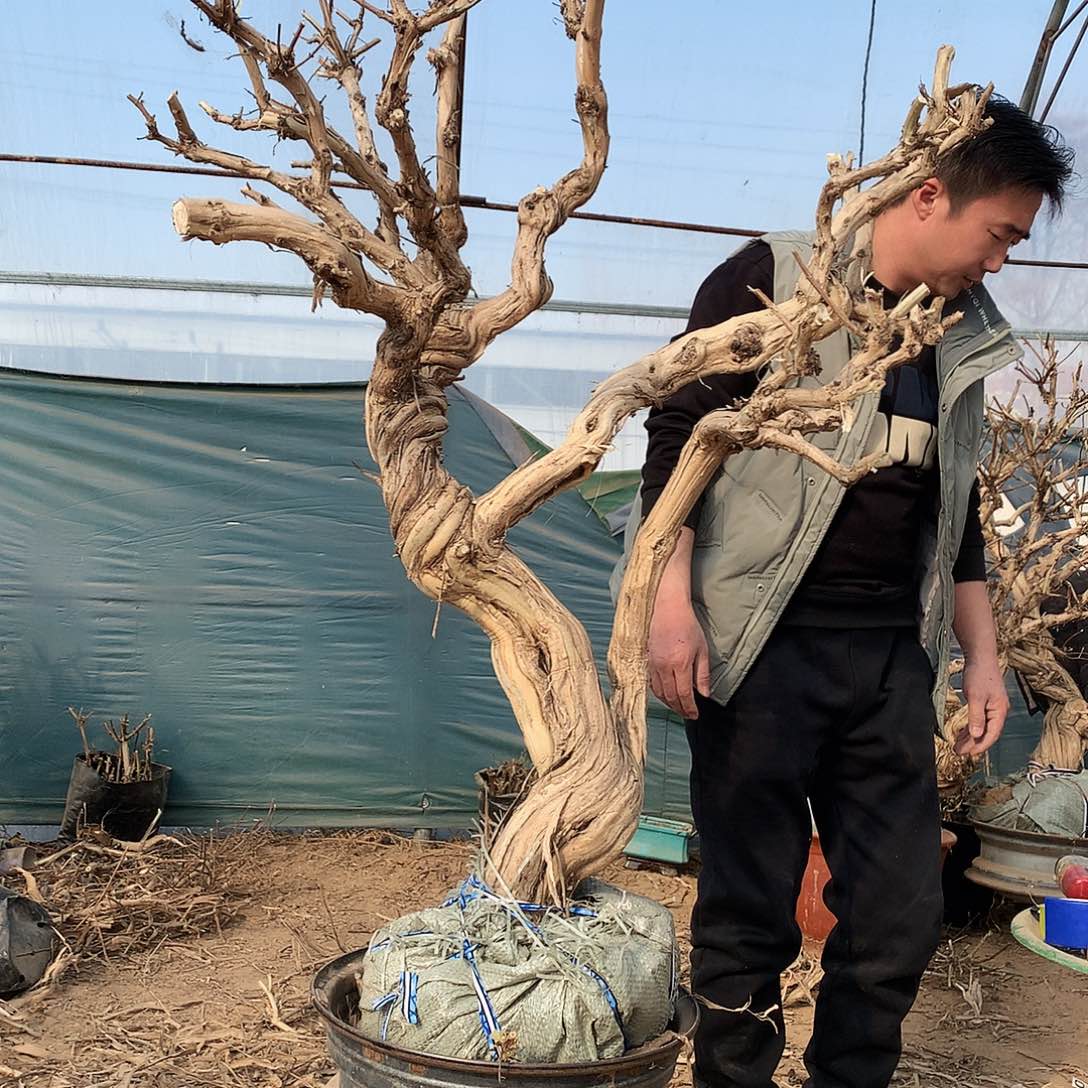 金银花112222214555