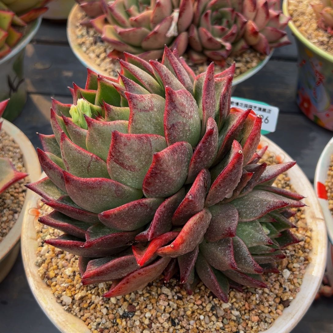 从前慢多肉精选编号0305.426