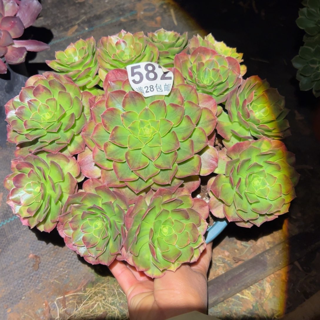 多肉植物582雨河的