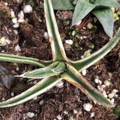 雪山多肉植物盆栽