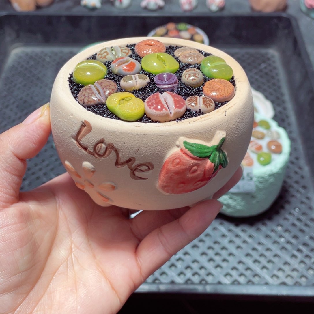 w8836 带盆土发货-零下地区拍保温箱