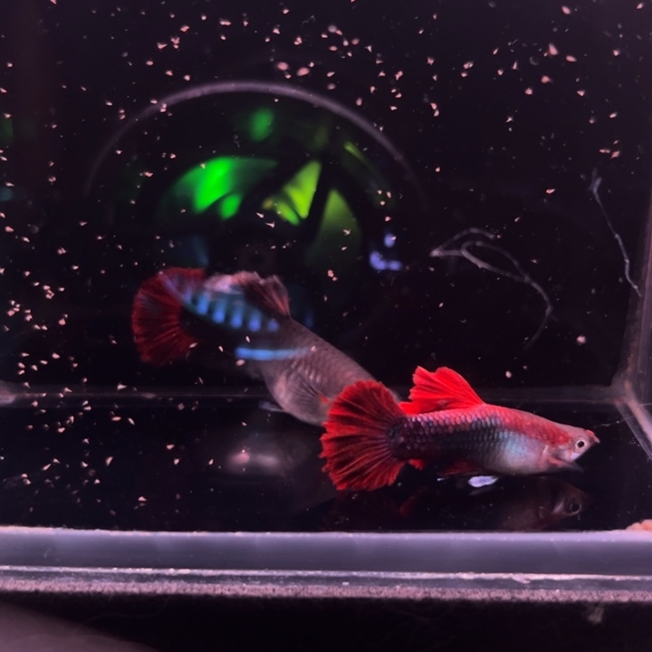 孔雀鱼爆绒折扇天花板1对