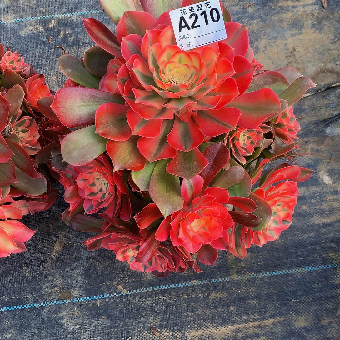 210多肉法师张飞