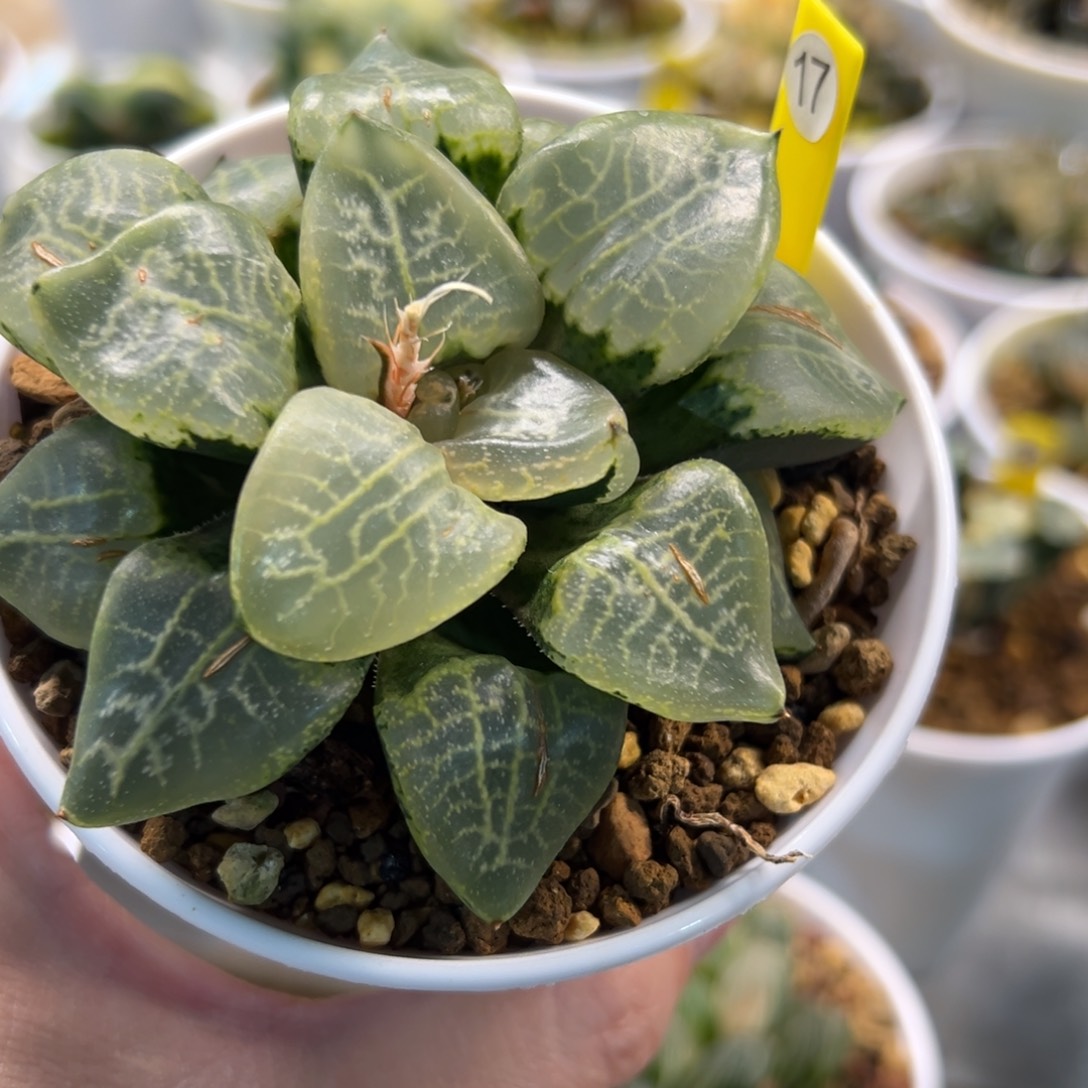 17号乱舞寿11111111111