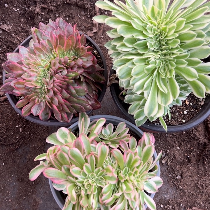 多肉植物3颗缀化不售后