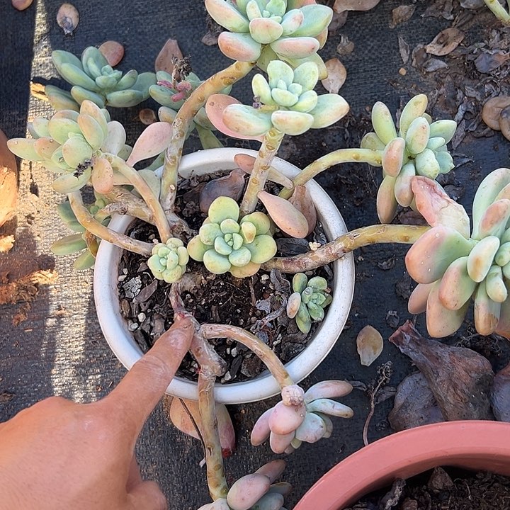 清***Q多肉植物实物直播实物225