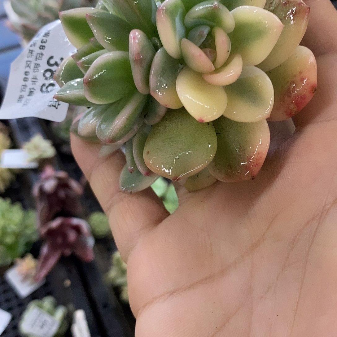 389梦露锦底座炸多肉植物