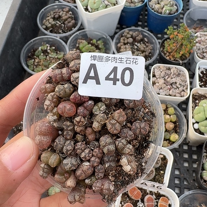 40多肉植物多肉植物