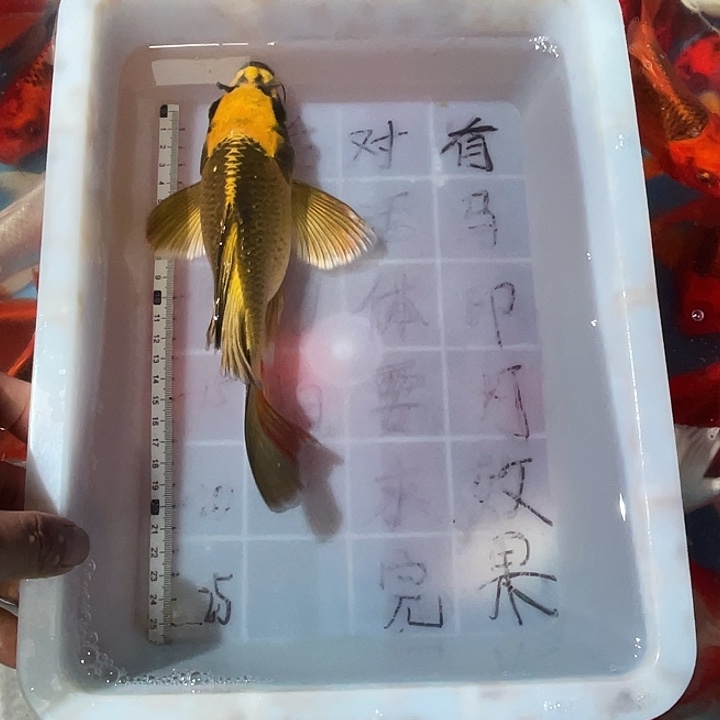 蝴蝶鲤渔场直发22