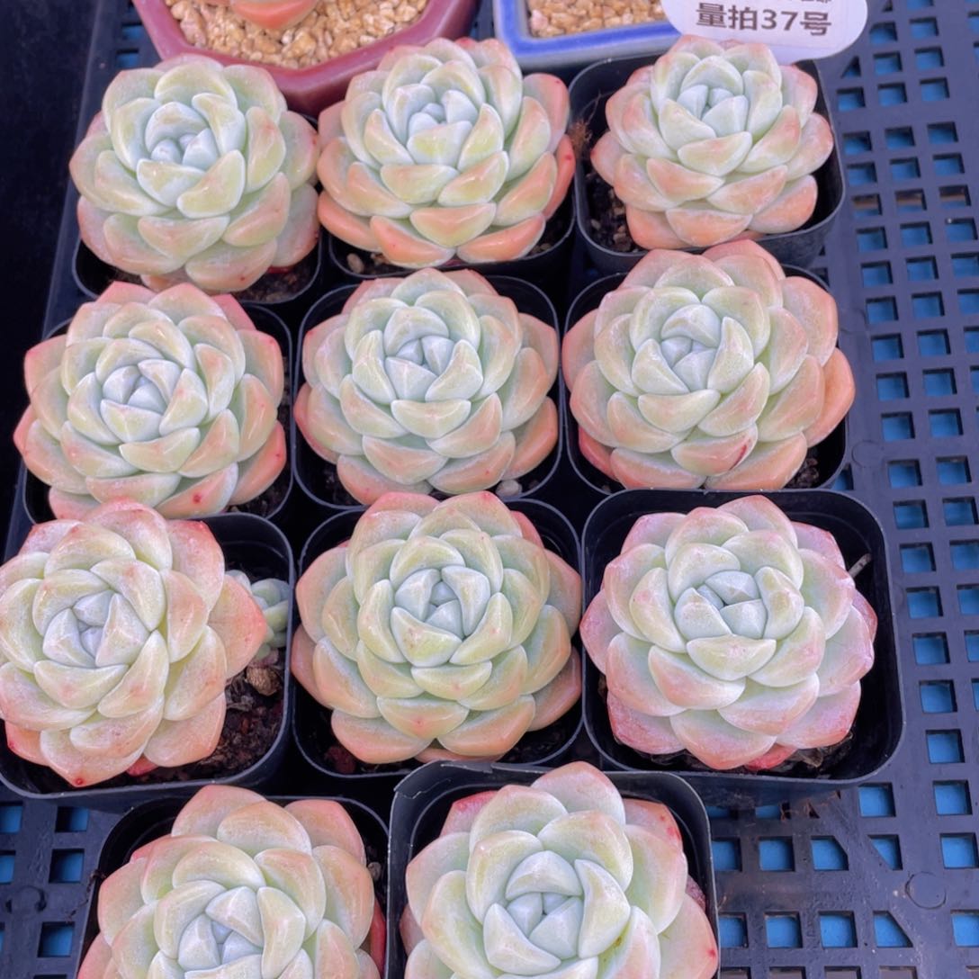 量拍37号奶油冰玉单头一个