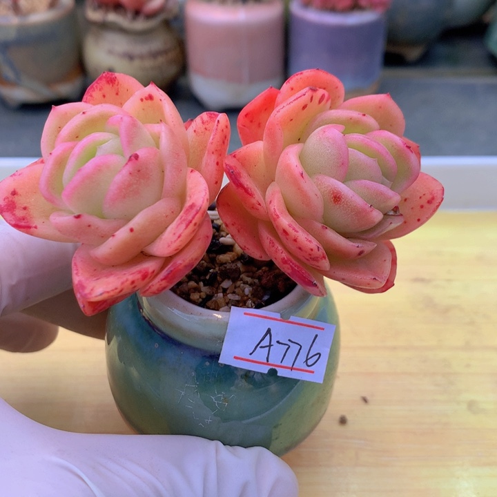 一物一拍满38包邮A776