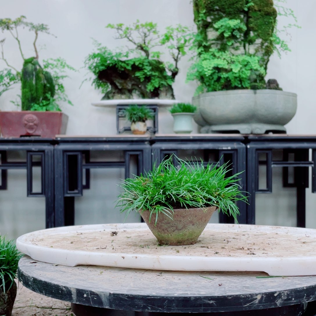 无铅玻璃J**n铁线蕨铁线蕨太喜欢