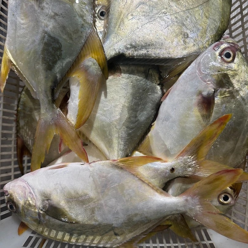新鲜海捕金昌鱼  