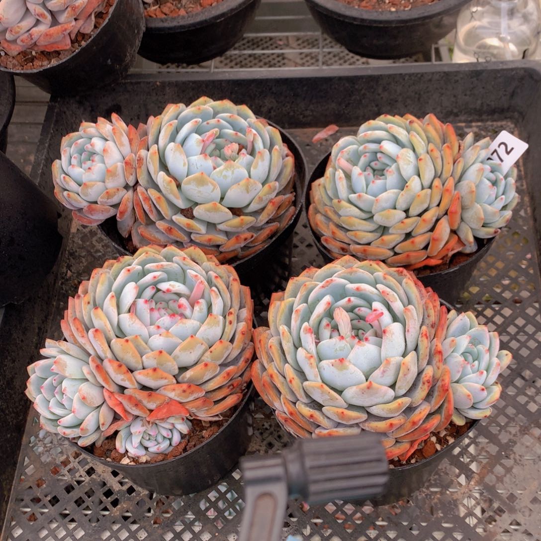 072四个一起玩一起吧